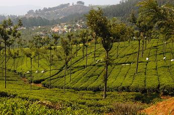 Highfields Tea Plantation, Coonoor