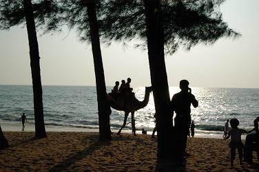 Kappad Beach Camel